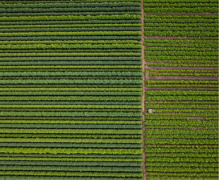 Sustainability Oasis Aerial view